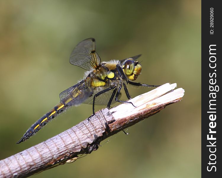 Four-Spotted Skimmer Resting on a Branch. Four-Spotted Skimmer Resting on a Branch.