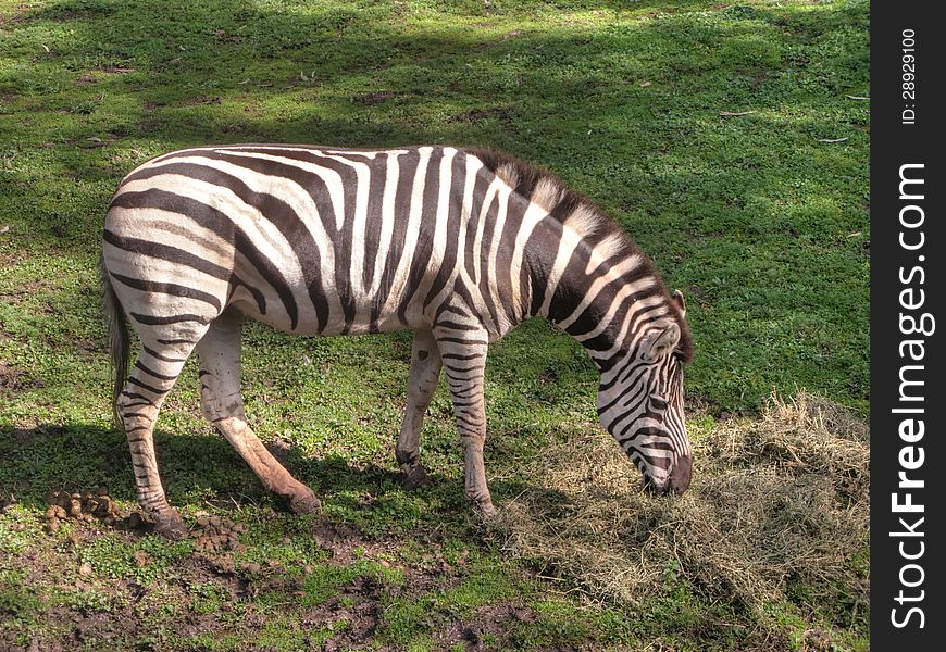 A zebra eating grass in a zoo