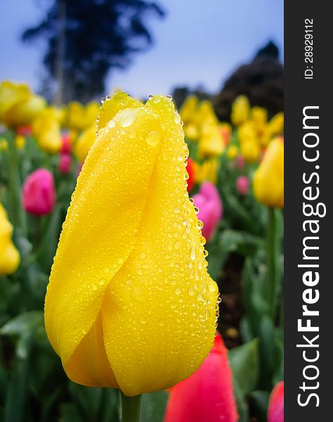 Young perfect yellow tulips close up shot with blue sky background. Young perfect yellow tulips close up shot with blue sky background