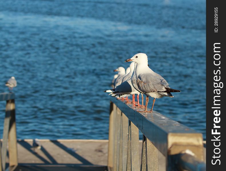 Seagulls birds forming a line on a boat ramp handle. Seagulls birds forming a line on a boat ramp handle