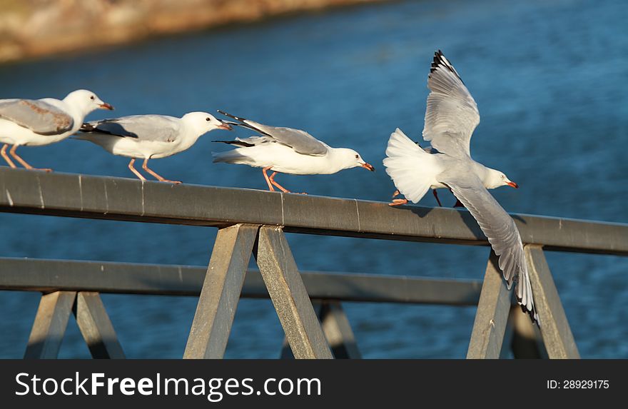 Seagulls birds forming a line on a boat ramp handle and sequential stages of flying. Seagulls birds forming a line on a boat ramp handle and sequential stages of flying