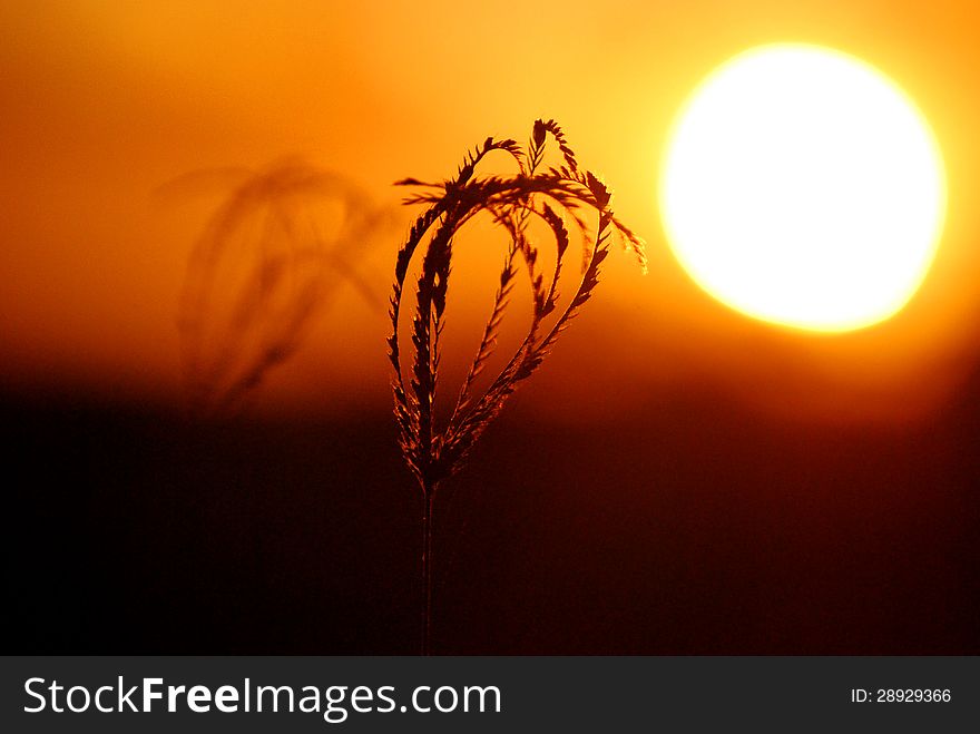 A piece of wheat with the sun setting in the background silhouette. A piece of wheat with the sun setting in the background silhouette