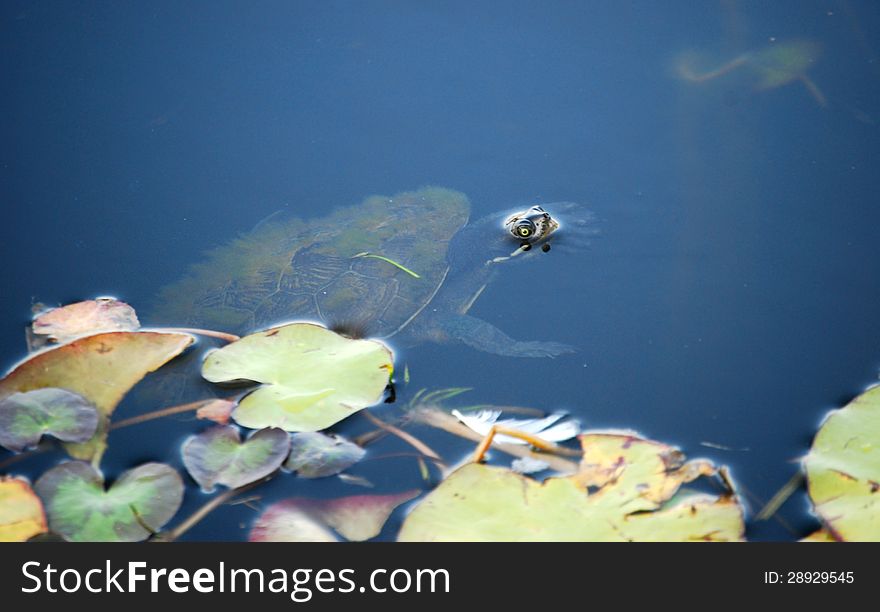 A small turtle looking out from under the water of a local lake in Brisbane. A small turtle looking out from under the water of a local lake in Brisbane