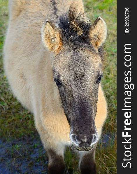 Young horse in nature