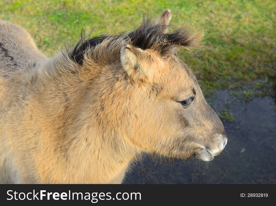 Young konic horse in nature. Young konic horse in nature