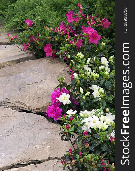 Garden path made of flat stones lined with flowering ping and white rhododendrons. Garden path made of flat stones lined with flowering ping and white rhododendrons.