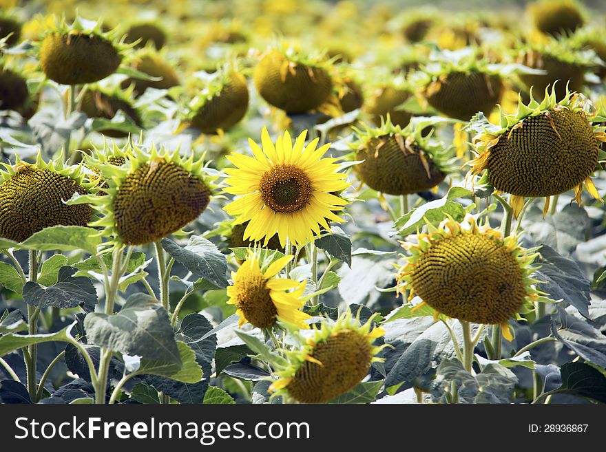 Sunflowers in a sunflower field