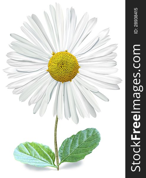 Isolated Single Bellis with Clipping Path