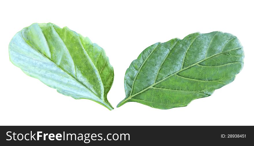 Isolated Leafs with Clipping Path. Isolated Leafs with Clipping Path