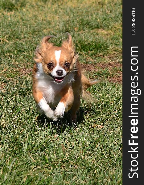 A small chihuahua dog runs and jumps in a park