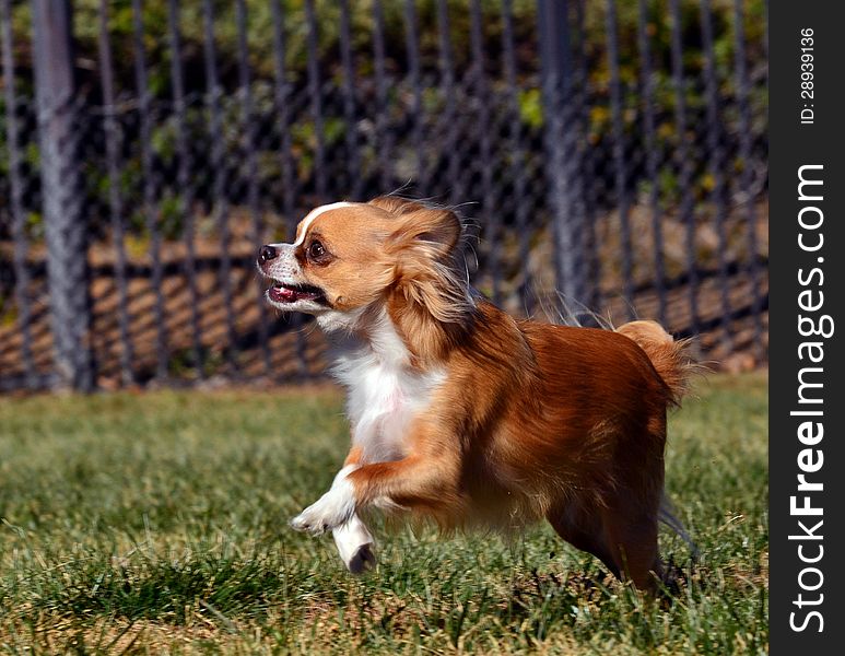 A small chihuahua dog runs and jumps in a park. A small chihuahua dog runs and jumps in a park