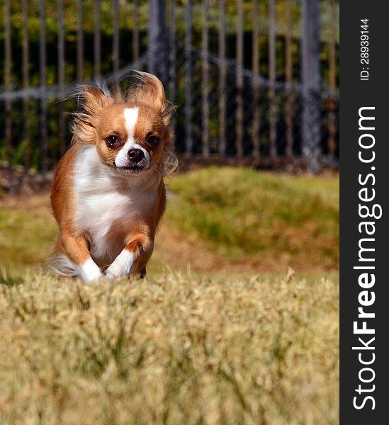 A small chihuahua dog runs and jumps in a park. A small chihuahua dog runs and jumps in a park