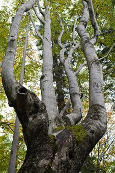 Gnarled Beech Tree Stock Image