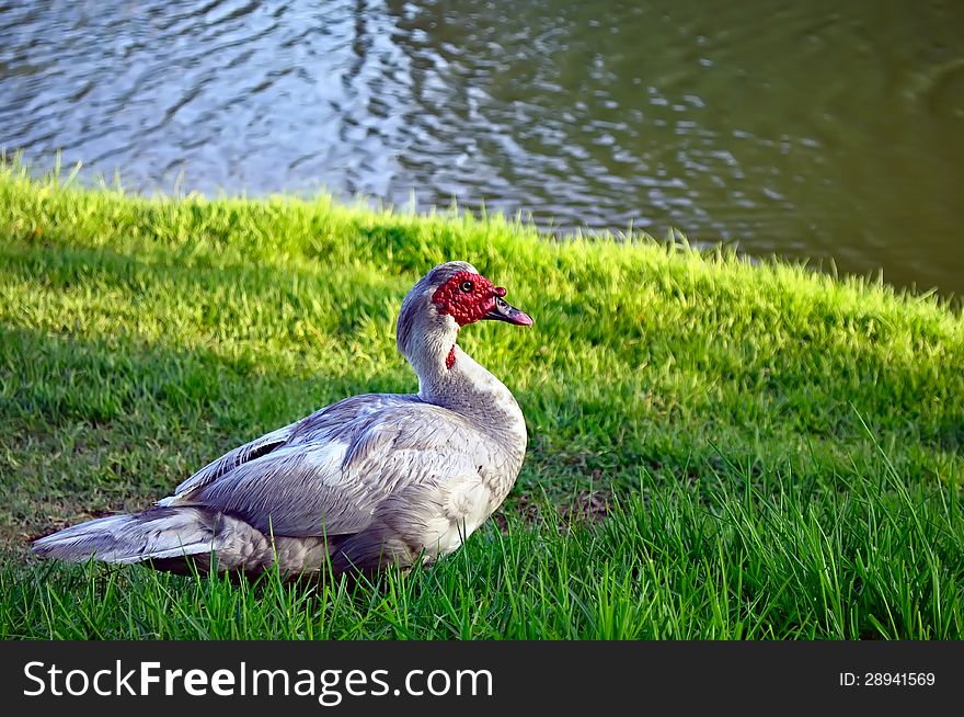 Muscovy duck