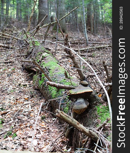 A dead spruce tree lays on the ground in a forest. A dead spruce tree lays on the ground in a forest