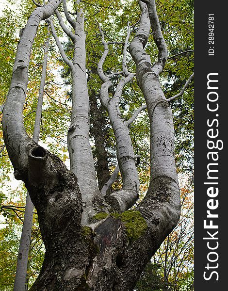 Old gnarled beech tree in autumn forest, roots covered by moss