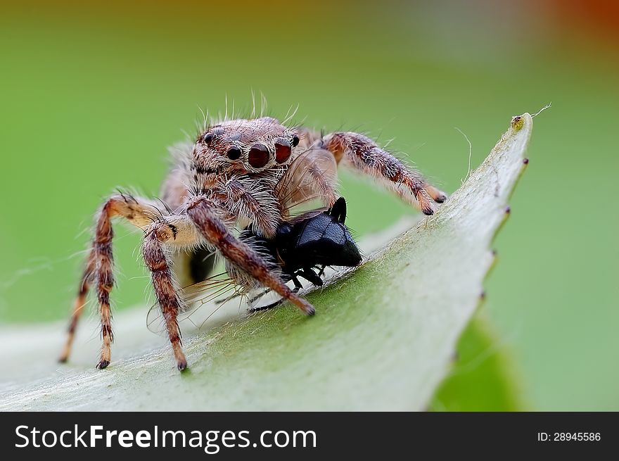 Jumping Spiders Food