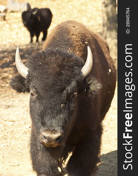 A bull bison is massive and huge.