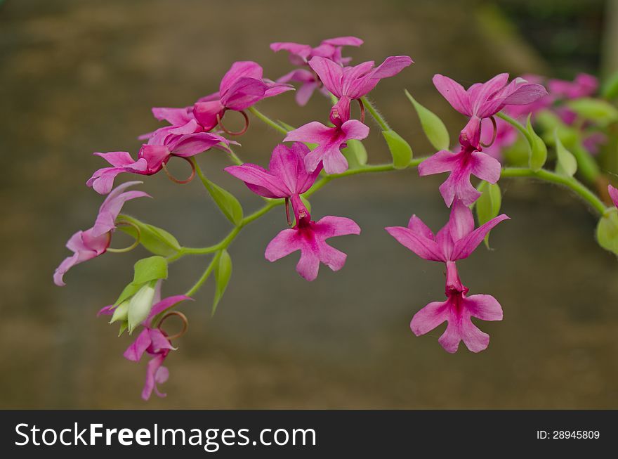 Hemipilia Orchid