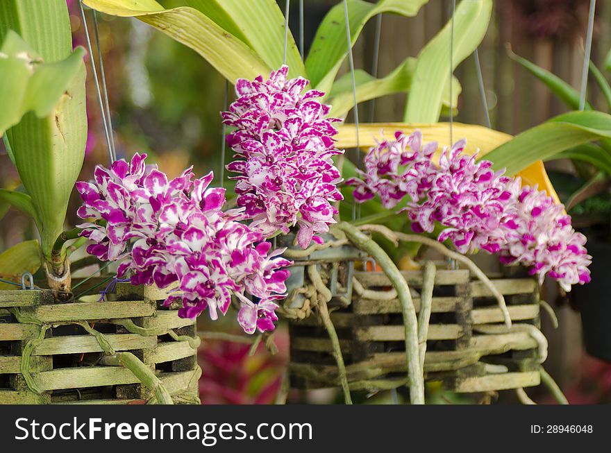 Rhynchostylis gigantea wild orchid in Thailand