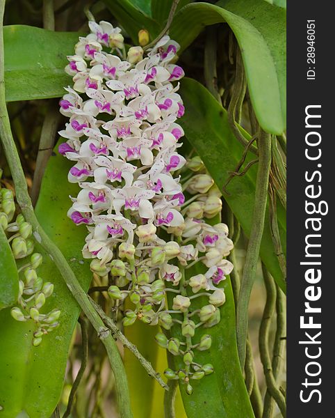 Rhynchostylis gigantea wild orchid in Thailand
