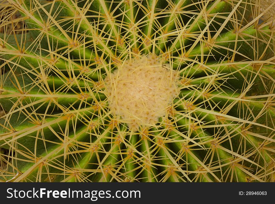 Close up of cactus background