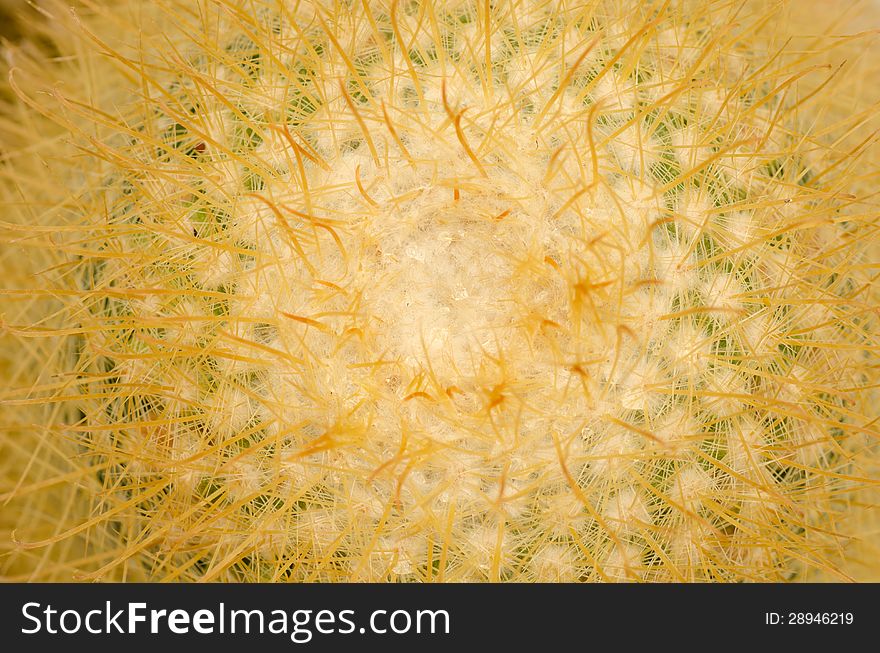 Close up of cactus background