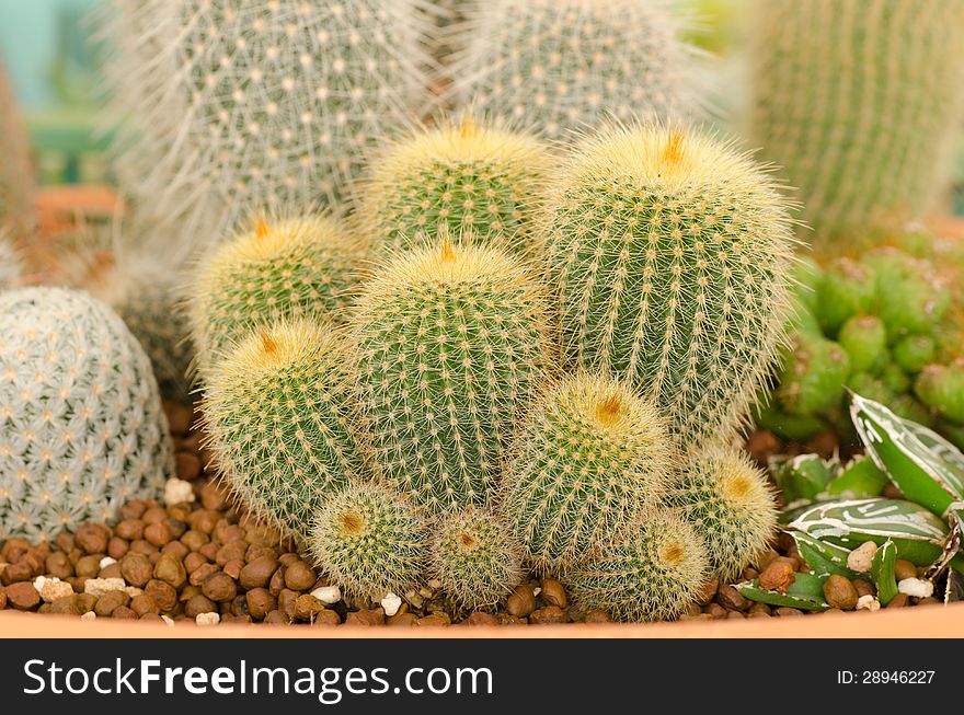 Close up cactus in pot