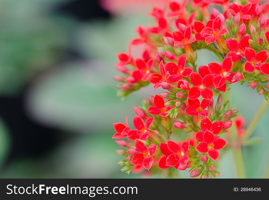 Flaming Katy flower in garden