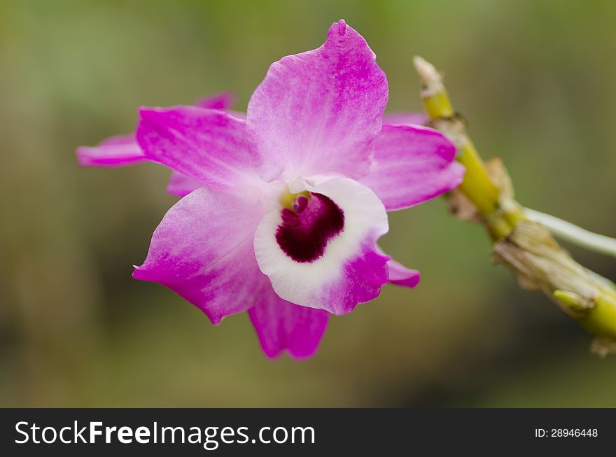 Close up dendrobium pink orchid