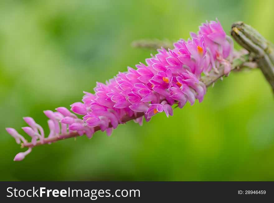 Dendrobium secundum orchid in Asia