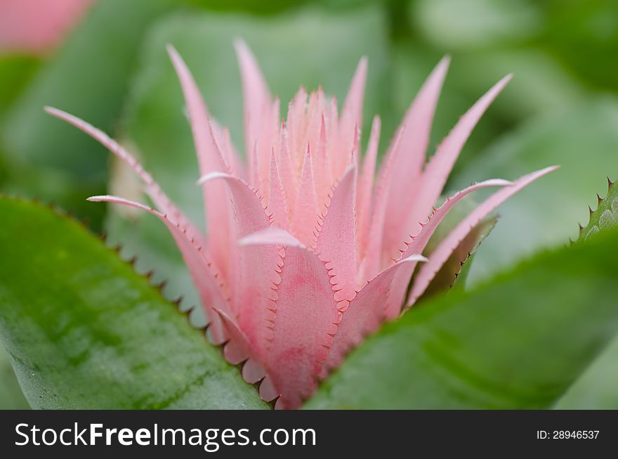 Close up of pink bromeliad