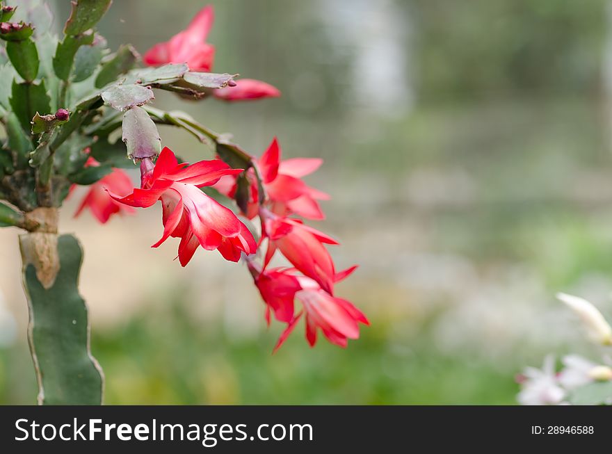 Close up Christmas Cactus (schlumbergera)