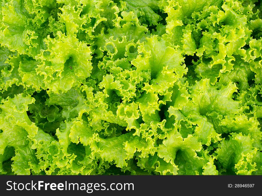 Close up green lettuce background