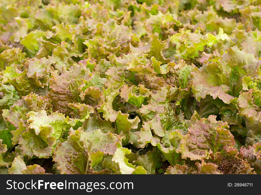 Close up green lettuce background