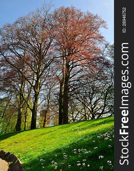 Spring tree on meadow, Brugge, Blegium