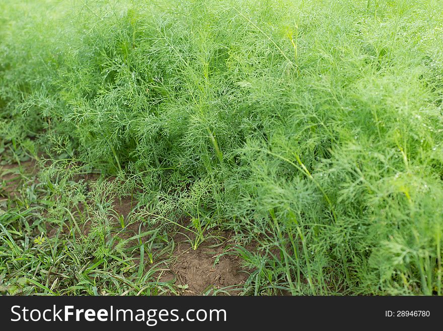 Dill are growing in field.