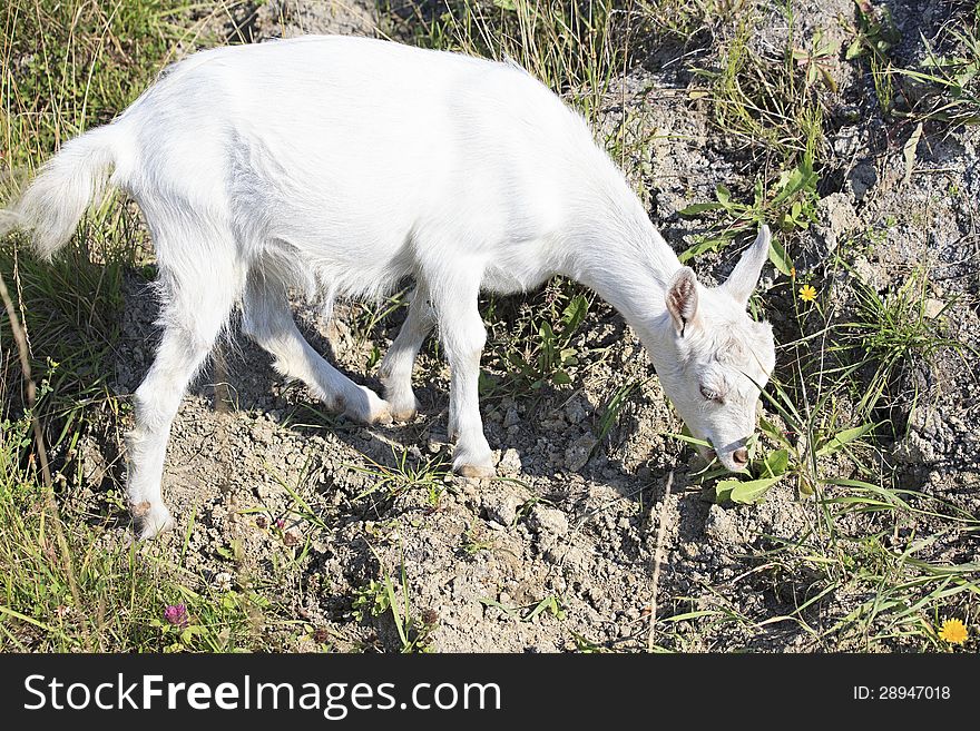 Country Life. Homemade goat eats grass. Country Life. Homemade goat eats grass.