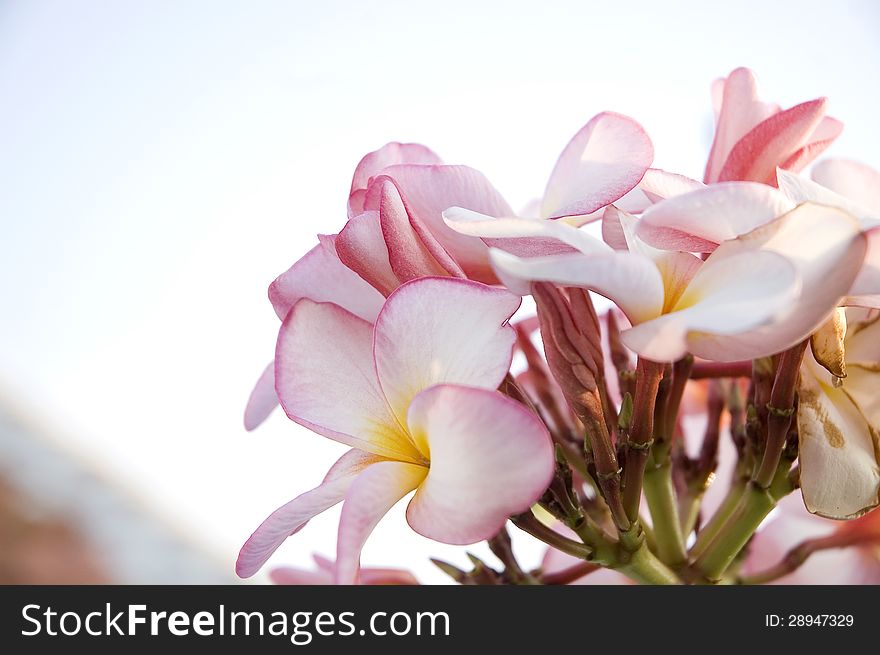 Close up pink frangipani flowers
