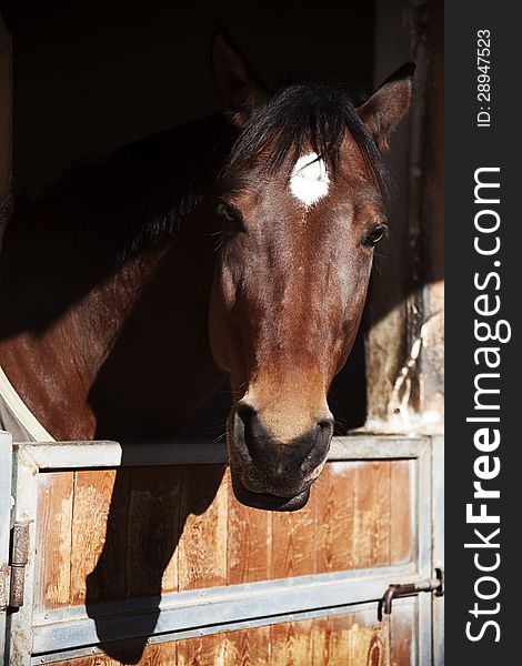 A brown horse in the stable