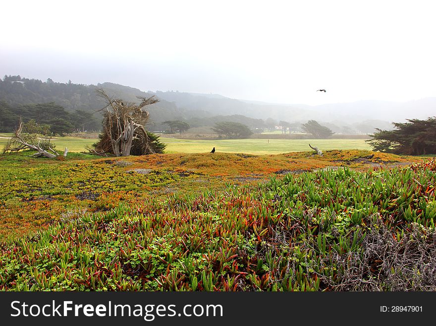 Beautiful colors on a misty day near the ocean. Beautiful colors on a misty day near the ocean