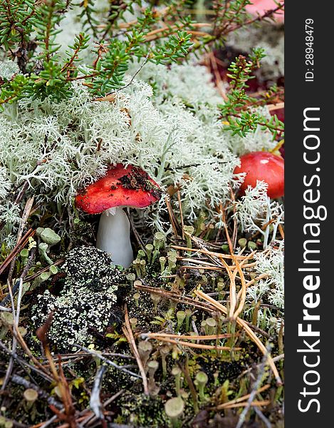 Russula mushroom with a red cap on a background of reindeer moss. Russula mushroom with a red cap on a background of reindeer moss