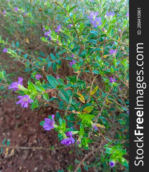 The purple Taiwan Beauty flower is one of the very attractive varieties of this plant. With wide, blooming petals, they radiate ex