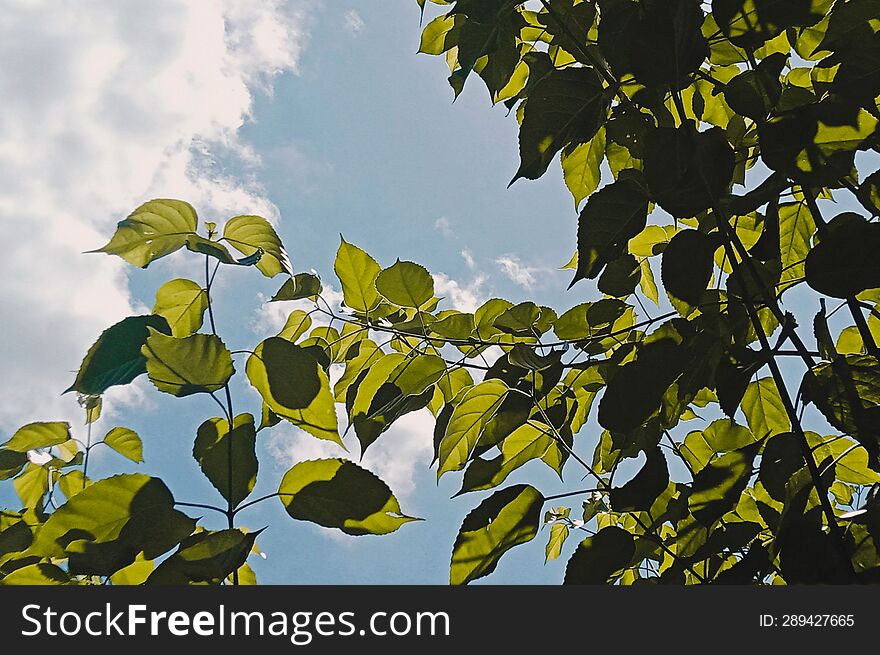 Leaves Under The Blue Sky