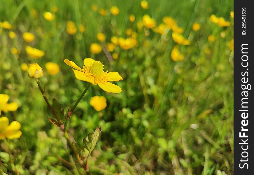 The Yellow Flower Bloomed In June In The North