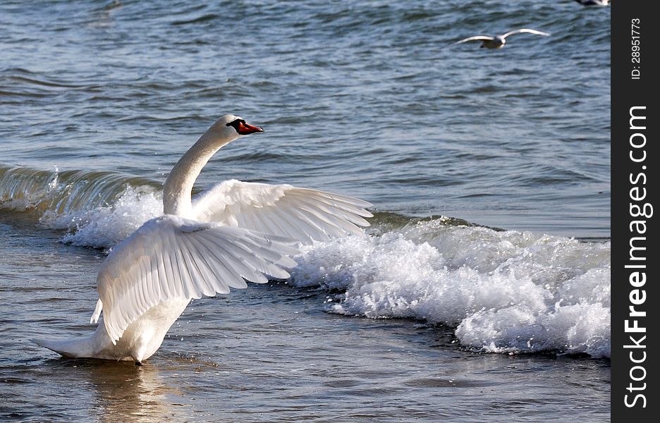 Dancing Swan in the sea waves