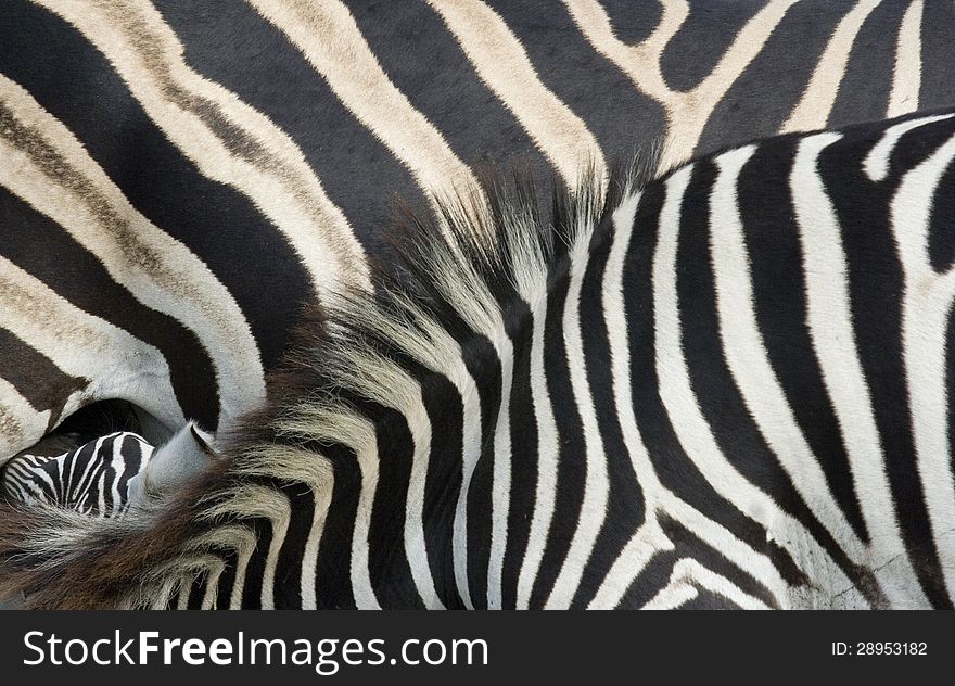 Zebra foal and mare close up