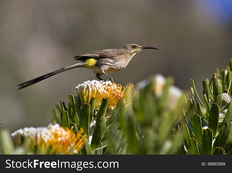 Cape Sugarbird perched on flower