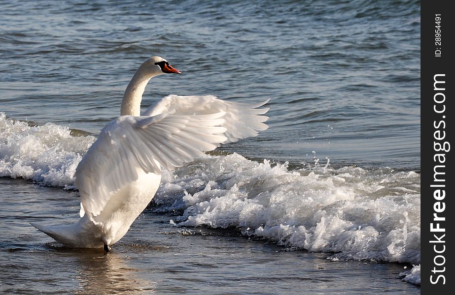 Dancing Swan in the sea waves