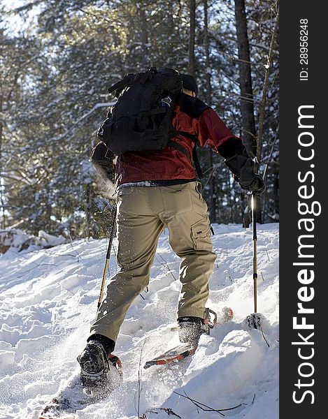 A fit and active male enjoys the snowshoe trails of Northumberland County in Ontario, Canada. Staying active during winter months is great for the heart and for the spirit. A fit and active male enjoys the snowshoe trails of Northumberland County in Ontario, Canada. Staying active during winter months is great for the heart and for the spirit.